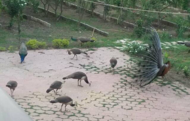Indore Other | Indore Guesthouse