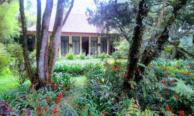 Cipanas House | Misty Mountain Pine Garden Villa.