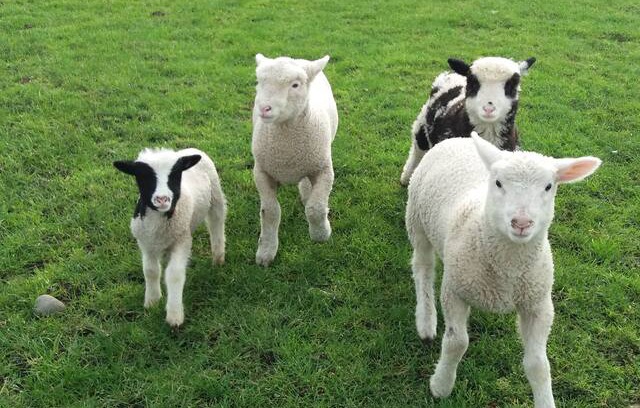Slane Other | LECK FARM NEWGRANGE