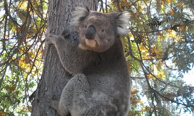 Bearii Other | AINTREE FARM ORGANICS Campsite near Strathmerton
