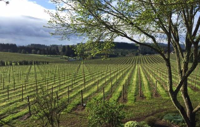 Amity House | Vivid Vineyards Cottage