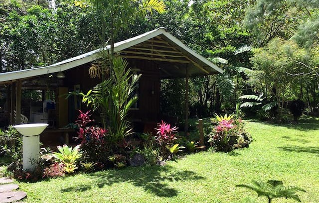 Infanta Other | Gina's Garden and Farm.
