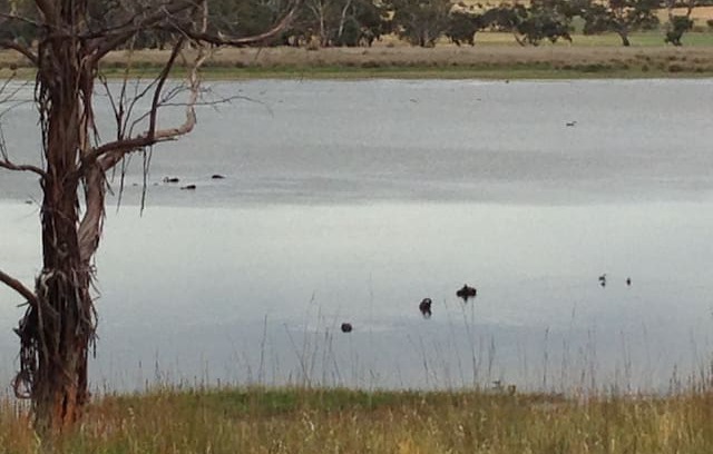 Coomunga Bed & Breakfast | The Sanctuary (Port Lincoln)