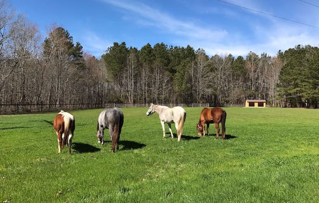 Greenbush House | Heartsong Farmhouse , a nature lover's retreat.