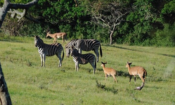 Port Alfred Villa | Nyala Valley Private Game Lodge