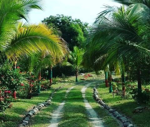 San Luis Other | FINCA CUATRO ROSAS /Payandé-Ibagué-Tolima-Colombia
