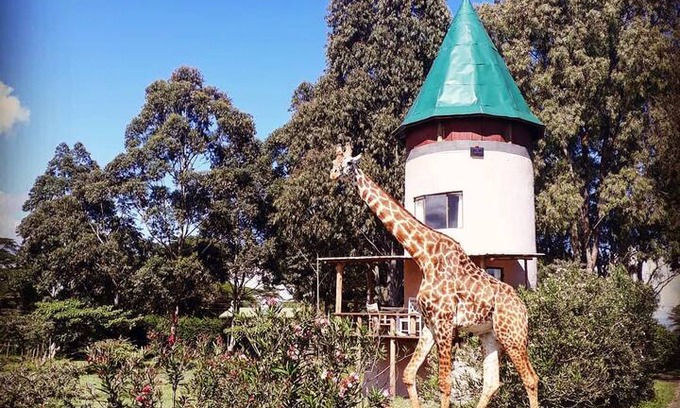 Naivasha Other | The Folly