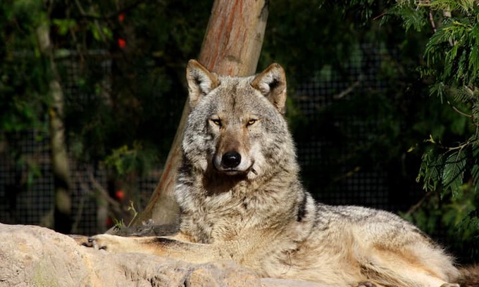 Witelsbos House | Tsitsikamma Wolf Sanctuary Rustic wooden cabin