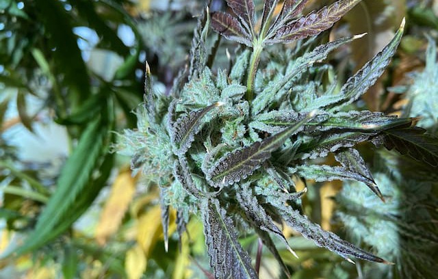 Baldwin House | Wake and Bake Cabin / Cannabis Friendly