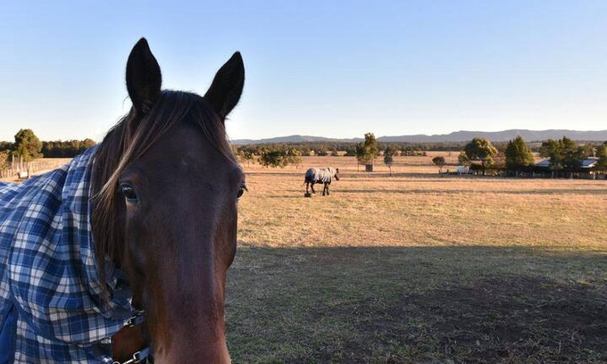 Lovedale Cabin | Clydesdale Cottage on Talga with real Clydesdale Horses
