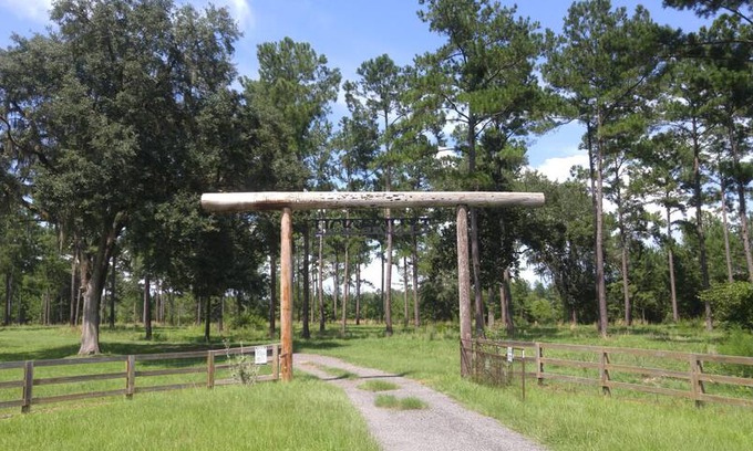 Havana Other | Longleaf Farm