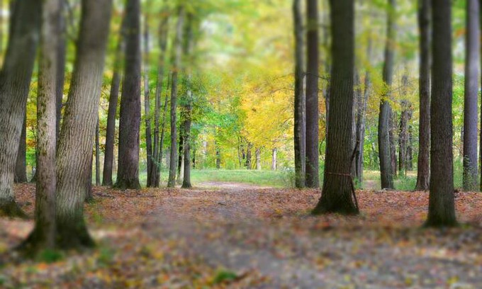 North Bloomfield Cabin | Caroma Lake Cabin- Private & Secluded