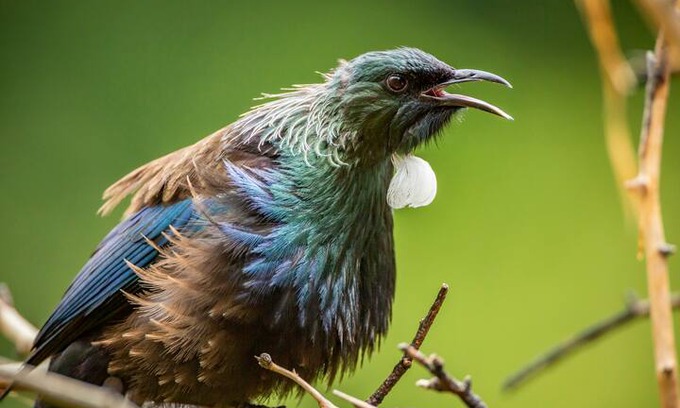 Closeburn House | Tui House and Songbird Cottage; a special home