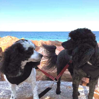 Castletown House | Esperance Escape Pet friendly house
