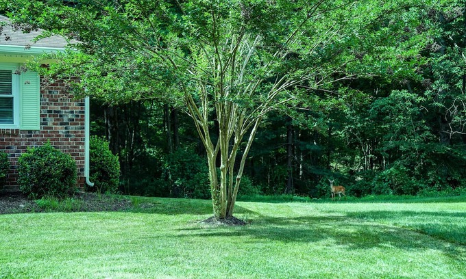Lake Ridge House | Beautiful, Peaceful, and Professionally Decorated 5 bedrooms. Wooded view